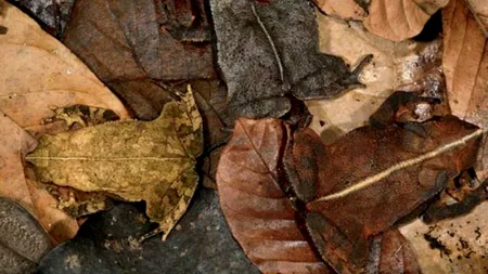 Nu ai nici o idee ce se ascunde în aceste imagini. Mărește imaginea și ai să vezi 