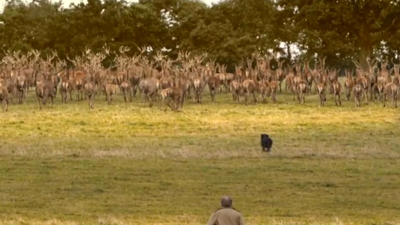 VIDEO. Cum au transformat britanicii un viral de pe internet într-o reclamă