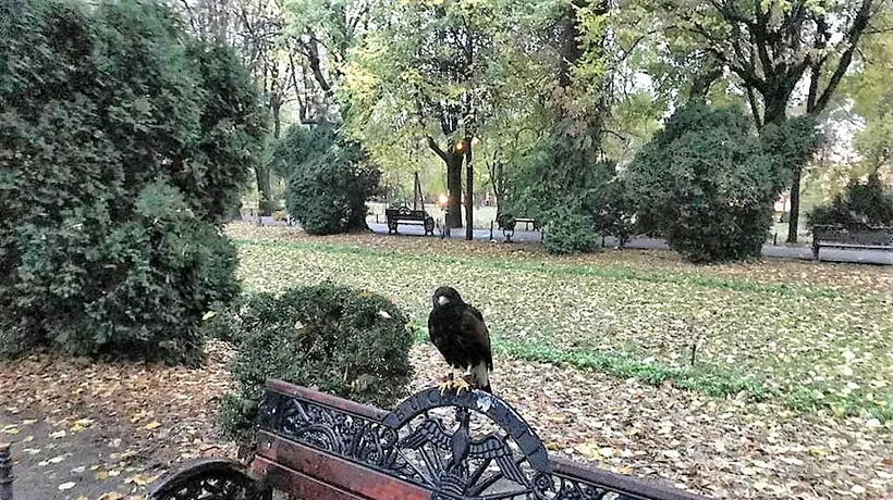 Soluția găsită de Primăria Capitalei pentru a alunga ciorile din Cișmigiu: „Zona parcului a fost survolată de păsări răpitoare”