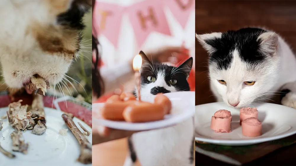 Motivul pentru care PISICILE nu pot trăi fără carne animală și sunt mai pretențioase la mâncare, spre deosebire de câini