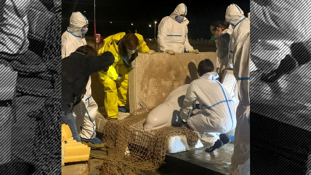Beluga blocată în Sena a fost eutanasiată. Animalul era mult prea slăbit pentru a mai putea fi salvat