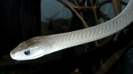 Veninul șarpelui Mamba negru, un posibil rival al morfinei, însă cu mai puține efecte secundare