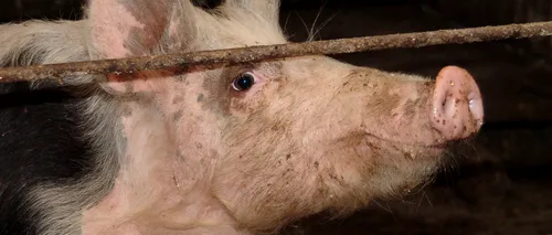 PESTA PORCINĂ a scăpat de sub control. Număr record de porci sacrificați la cea mai mare FERMĂ din România