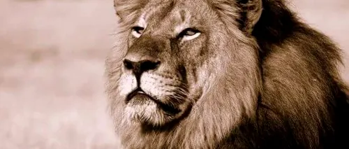 Unul dintre cei mai iubiți lei din Africa, UCIS de un american: ''Este o crimă atroce''