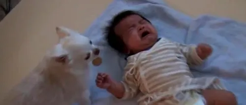 VIDEO. Cum încearcă un cățel să liniștească un bebeluș care plânge