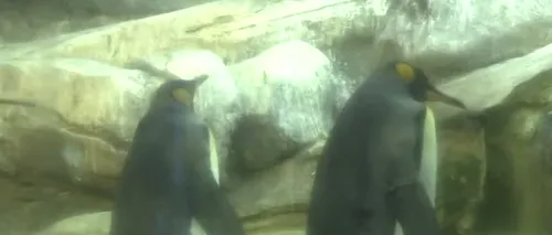 Doi pinguini gay de la Grădina Zoologică din Berlin au adoptat un ou abandonat: Masculii au încercat să clocească pește și pietre - VIDEO