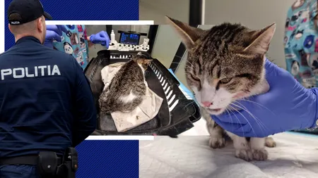 Un bărbat din București a fost reținut pentru rănirea cu intenție a animalelor, după ce a aruncat o pisică de la etaj