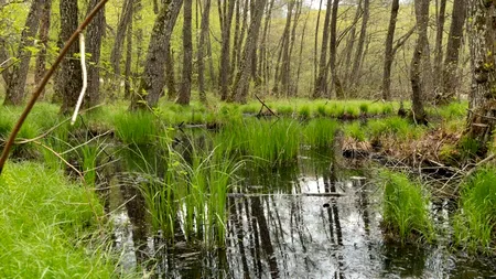Turbăriile din România – de la ecosisteme degradate la intervenții de restaurare