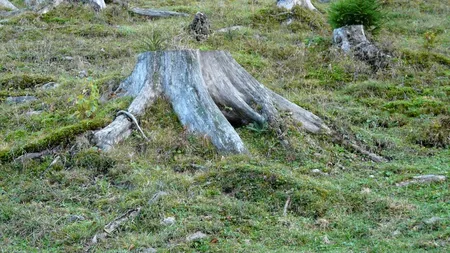 Închisoare cu suspendare pentru un proprietar care a tăiat ilegal un fag din pădurea familiei