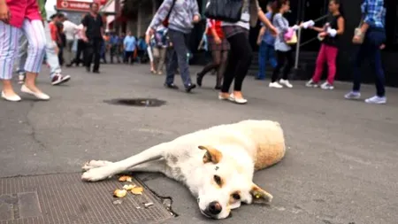 Primăria Capitalei are un buget de 18, 6 milioane de lei pentru maidanezi. Pe ce a cheltuit ASPA banii.  Doar 170.000 de lei  s-au dat în 2013 pentru sterilizarea câinilor 