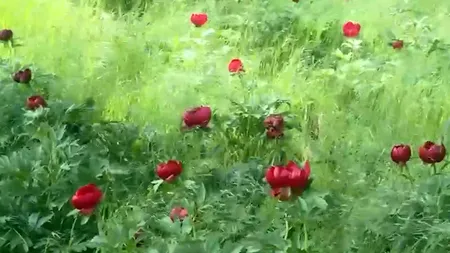 Imagini spectaculoase în județul Dolj. Au înflorit bujorii sălbatici din comuna Plenița