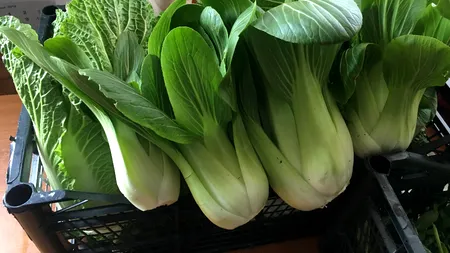 Locul din România unde sunt cultivate ciuperci Shiitake, pepene cu gust de pară și ridichi uriașe de 8 kg fiecare. GALERIE FOTO