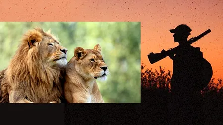 Un LEU la botul calului. Fermele de feline crescute pentru a fi vânate ar putea fi interzise în Africa de Sud