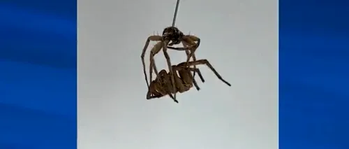 Oamenii de știință transformă păianjenii morți în „necroboți”. Cum funcționează mecanismul