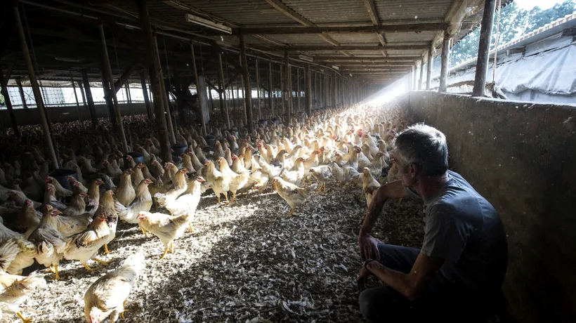 Focar de gripă aviară la o gospodărie din județul Teleorman / A fost convocat Centrul Local de Combatere a Bolilor