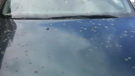 Ploaie de excremente în Canada 