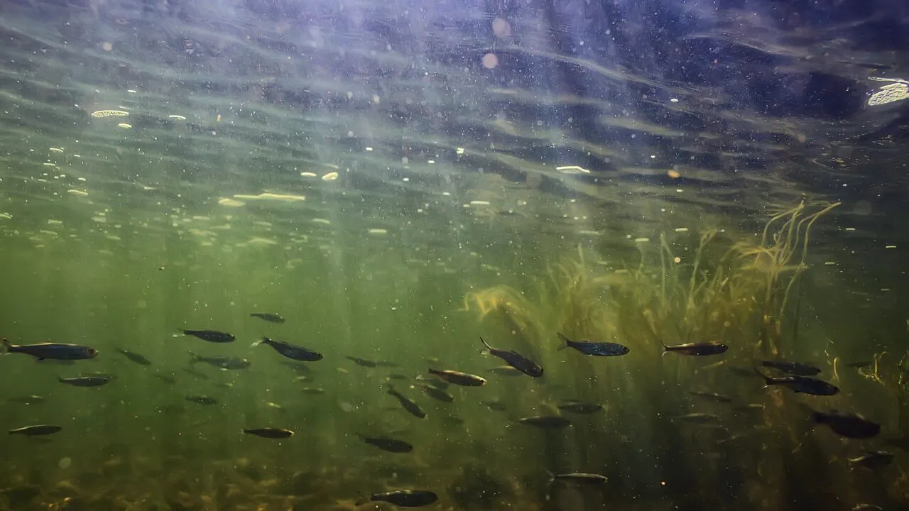 Noi pești exotici în Marea Neagră, după transformările hidrografice ale Dunării. Cocoșelul de mare, printre speciile identificate