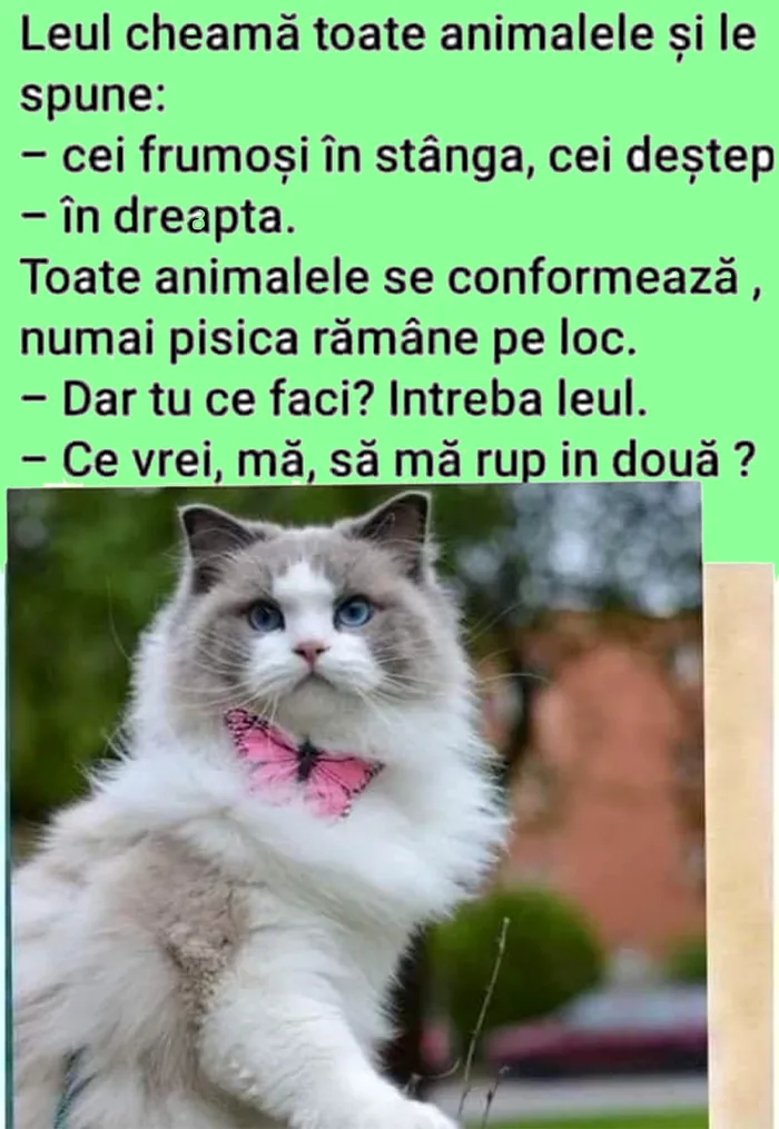 BANCUL ZILEI | Leul, pisica și consiliul animalelor