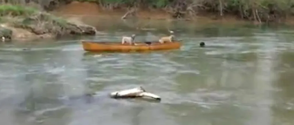 VIDEO. Cum își salvează un câine doi prieteni din mijlocul apei