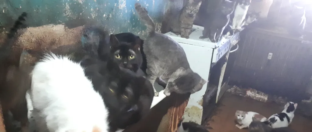 Poliția Animalelor a salvat 41 pisici ținute ani de zile în bucătăria unui apartament din Capitală - FOTO, VIDEO