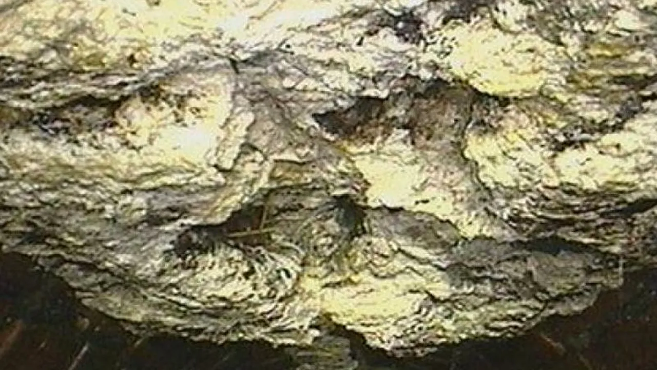 Coșmarul din canalizare. Ce au găsit muncitorii în canalele din Londra i-a îngrozit. 