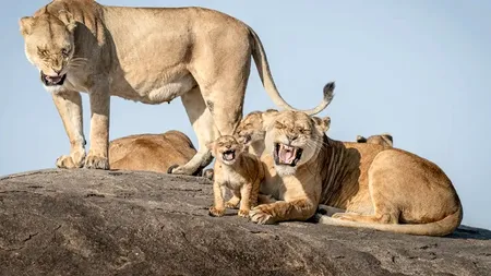 Fotografiile cu animale sălbatice care au câștigat premiul pentru cele mai amuzante fotografii ale anului