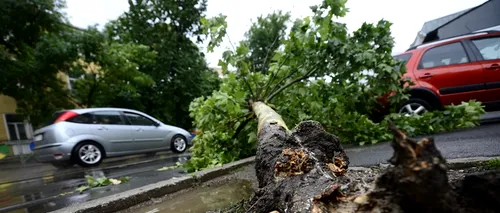 Cinci mașini avariate și 11 copaci doborâți, în urma furtunii din București