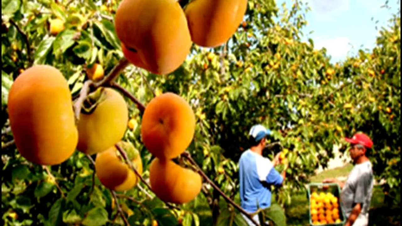 O economie din America de Sud, plasată în categoria „junk