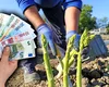Câți euro câștigă pe oră românii plecați în Germania la cules de sparanghel și căpșuni. Salariile ar putea fi modificate din 2026