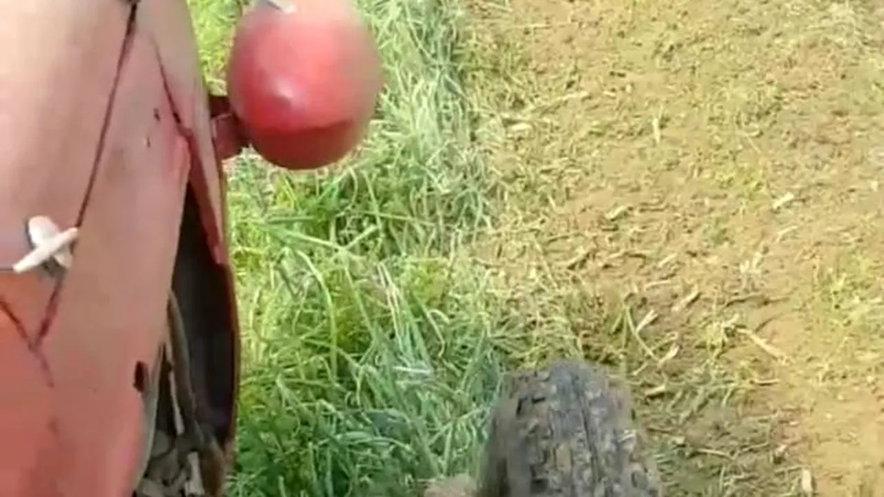 FERMIER DISPERAT | Și-a distrus toată cultura pentru că nu mai are unde vinde. „Unde sunt acum funcţionarii cu salarii babane?“