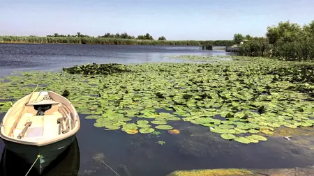 Specialist INCDDD, avertisment referitor la peștii din Dunăre: ”Răpitorii și crapul, potențial cancerigeni”