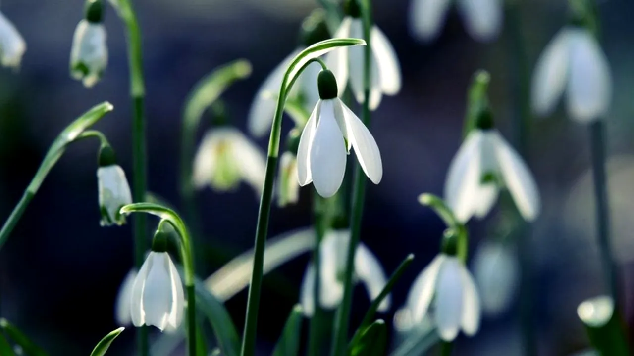 Prognoza meteo pentru următoarele patru săptămâni. Ce temperaturi vor fi la începutul lunii martie