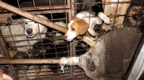 VIDEO. O asociație pentru protecția animalelor a deturnat o dubă în care erau înghesuiți zeci de maidanezi. Urmau să fie omorâți. GALERIE FOTO