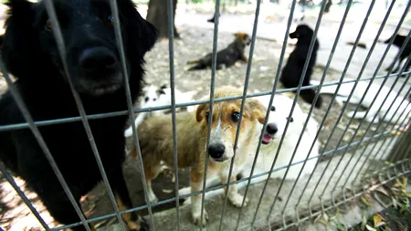 Primăria Capitalei înființează „Poliția Animalelor