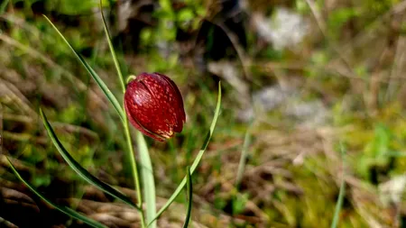 GALERIE FOTO: A înflorit laleaua pestriță în Mehedinți. Ce AMENDĂ uriașă riscă oricine rupe un fir