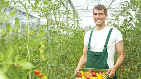 SPRIJIN: Subventie de 4.800 euro/ha pentru legumele cultivate în sere și solarii. APIA plătește sprijinul cuplat în sectorul vegetal pentru Campania 2020