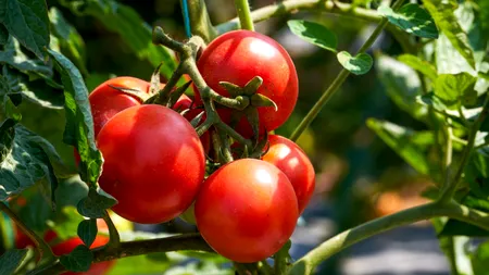 Frumoase, dar SCUMPE. În piețele din Sibiu au apărut roșiile lucioase și perfect coapte. Atrag privirile, dar sperie portofelele