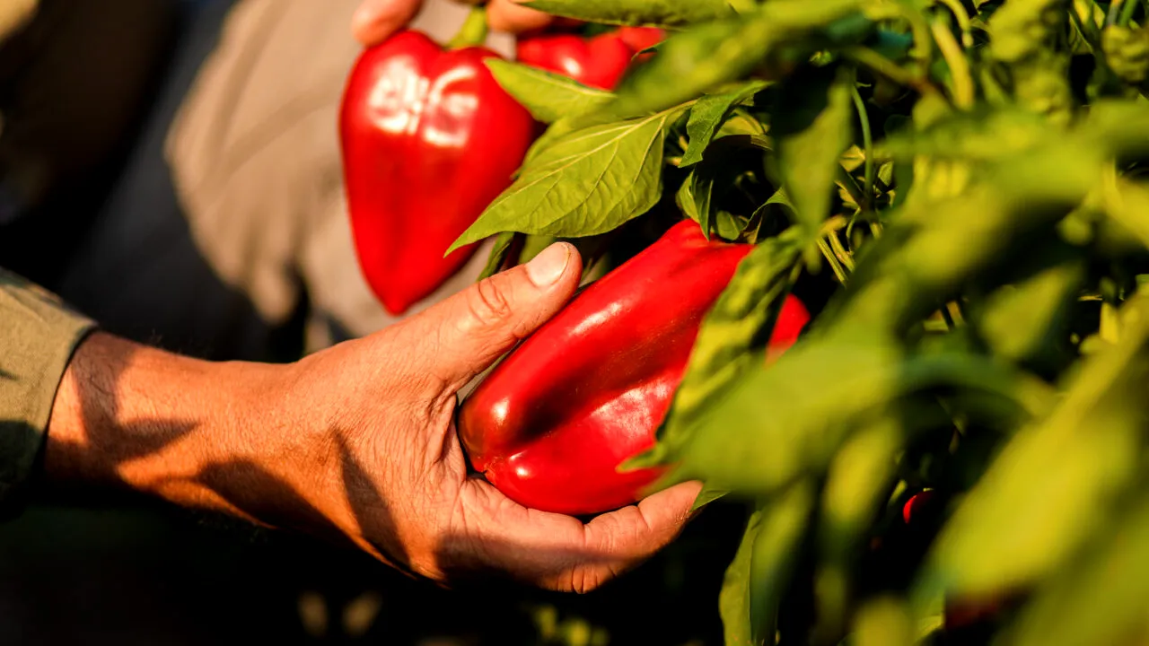Planta care face minuni dacă e plantată lângă ARDEIUL gras. Îi dă o aromă mai bună și te ajută să obții o recoltă bogată