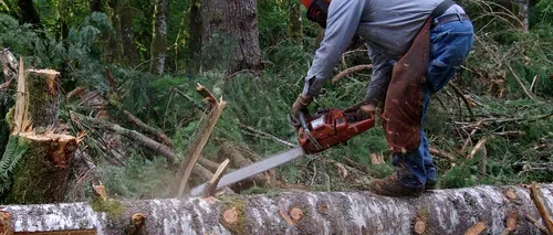 Un muncitor forestier a murit în apropiere de Păltiniș, după ce peste el a căzut un copac