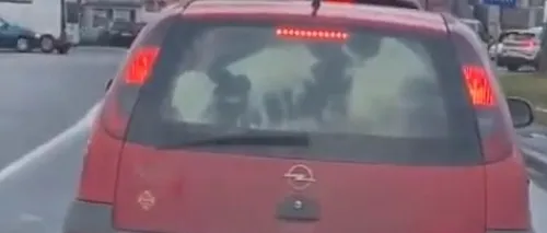 Cu vițelul la plimbare printre semafoare | O șoferiță a înghesuit un vițel într-un Opel Corsa și-a pornit la drum prin Timișoara - VIDEO 