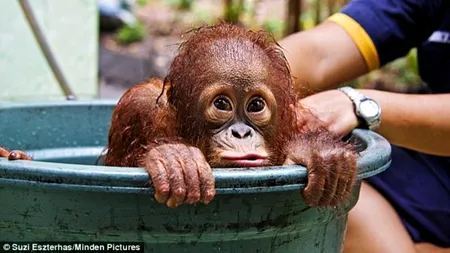 GALERIE FOTO. Reacția puilor de urangutan atunci când văd apa