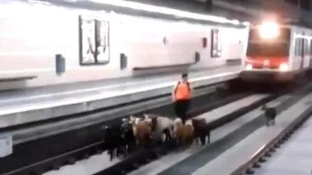 Se întâmplă în Spania: o turmă de capre a intrat într-o stație de metrou 