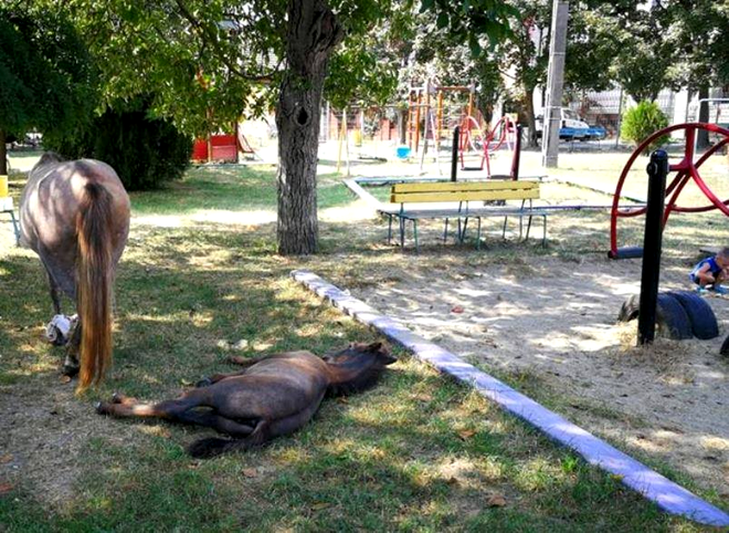 Trei cai, lăsați în libertate într-un parc din Timișoara. Un copil se juca la doar câțiva metri