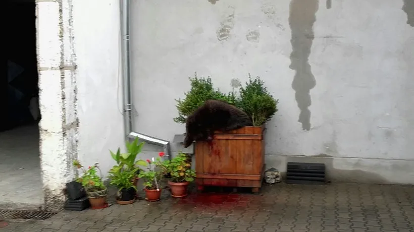 Marian Godină, revoltat de uciderea puiului de urs din Sibiu: „A fost executat, domnule prefect, nu imobilizat!
