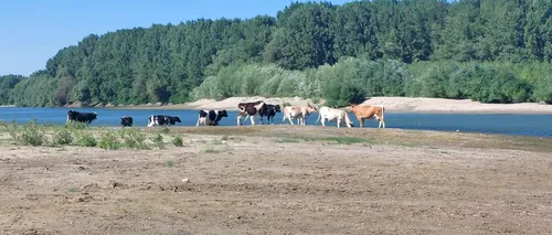 Nivelul apei în Dunăre a SCĂZUT în ritm alarmant. Au apărut insule de nisip și unele zone pot fi traversate pe uscat