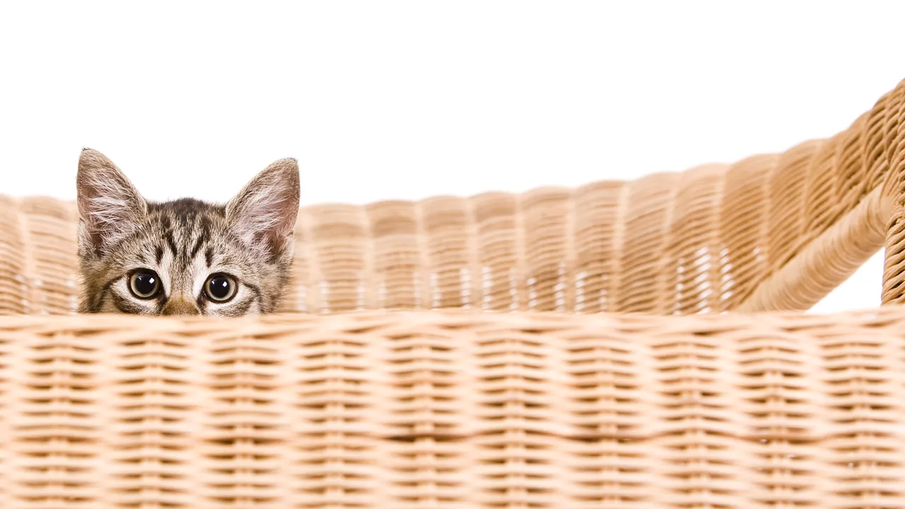 ȘASE BOLI pe care le poți lua de la PISICA TA