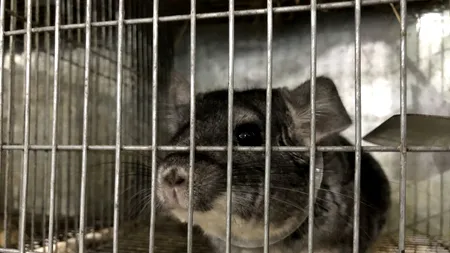 Doi tineri din Beclean au investit DARUL de nuntă în ȘINȘILE și vând blana în DANEMARCA