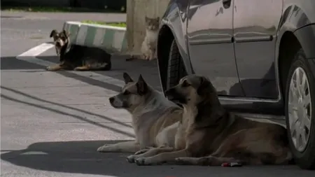 Tată și fiică, ATACAȚI de o haită de câini într-o pădure din județul Cluj. Gestul făcut de bărbat, pentru a-și proteja copilul