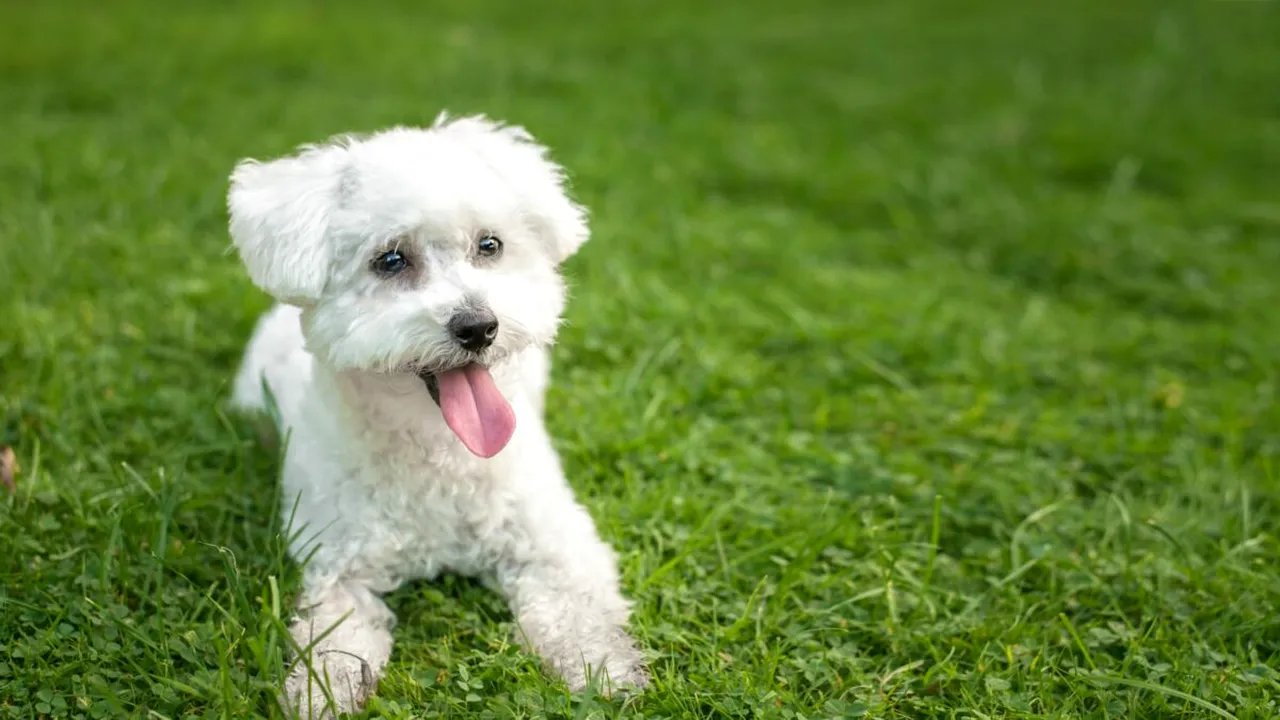 Proprietarii care își PIERD câinii, trebuie să anunțe Poliția în maximum 48 de ore. Ce riscă persoanele care nu fac acest lucru