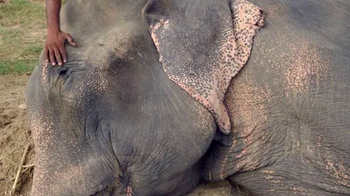 Poveste impresionantă: Torturat și ținut 50 de ani în lanțuri, elefantul Raju „a plâns când a fost eliberat